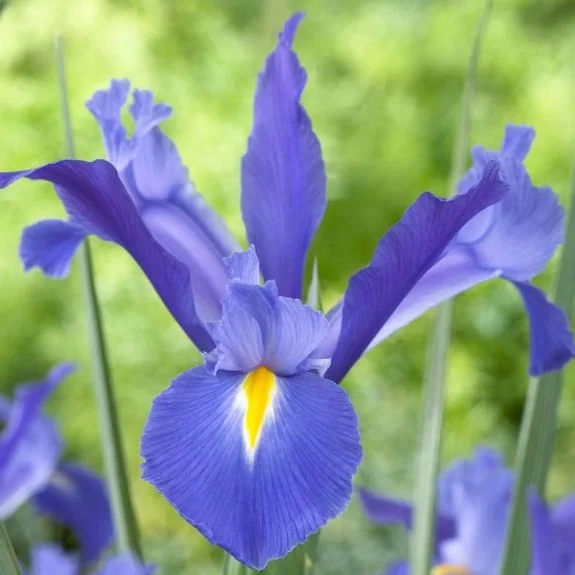 Blue flowers