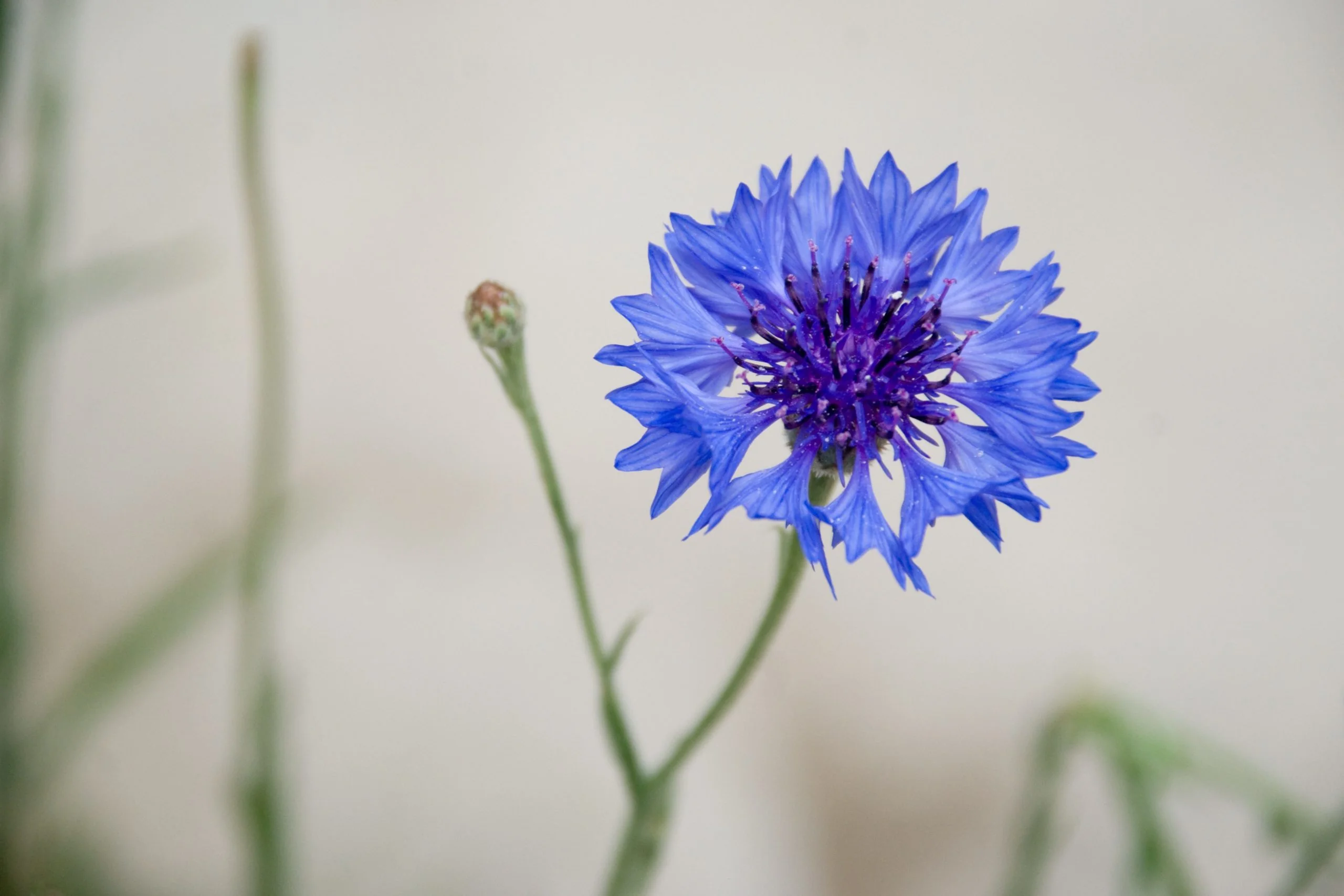 Blue flowers