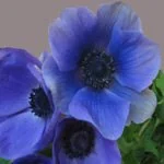 Blue flowers