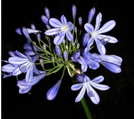 Blue flowers