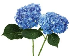 Blue flowers