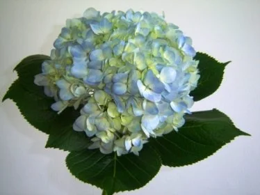 Blue flowers