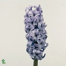 Blue flowers