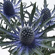 Blue flowers