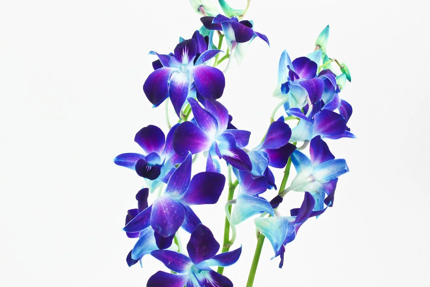 Blue flowers