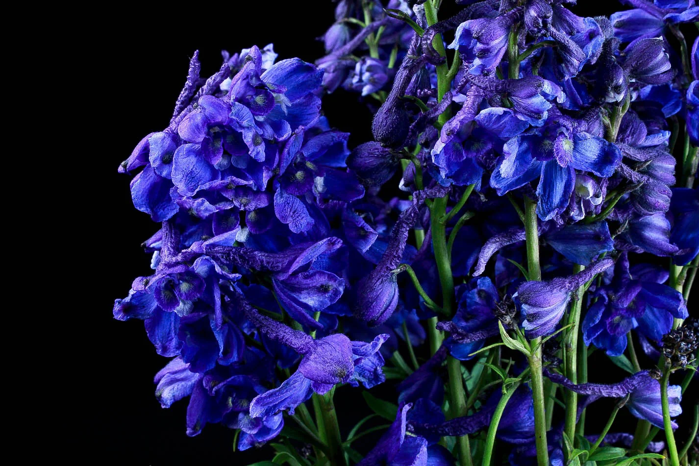 Blue flowers