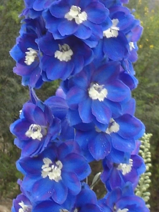Blue flowers