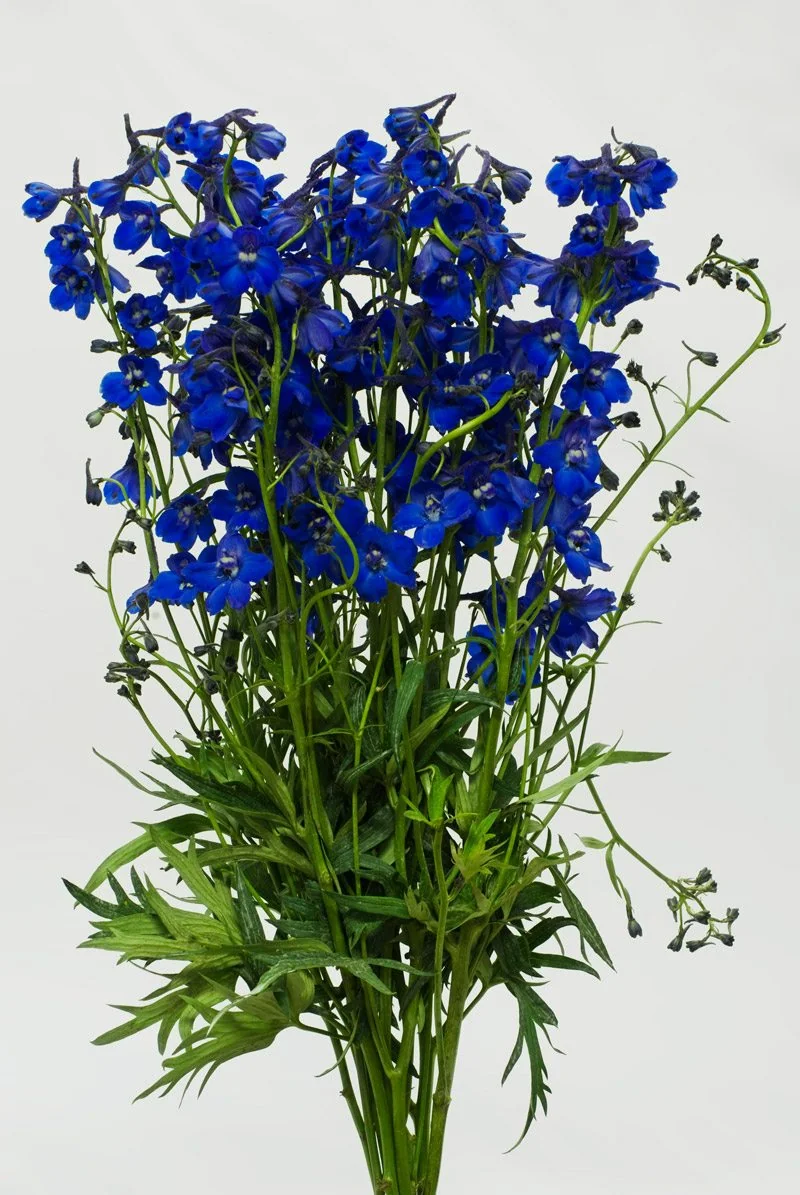 Blue flowers