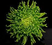 Green flowers