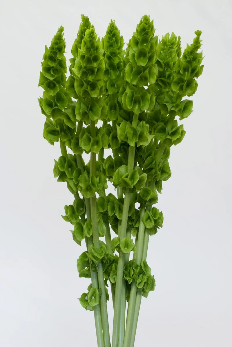 Green flowers