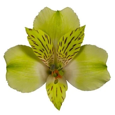 Green flowers
