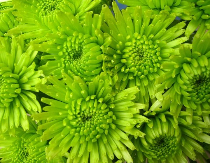 Green flowers