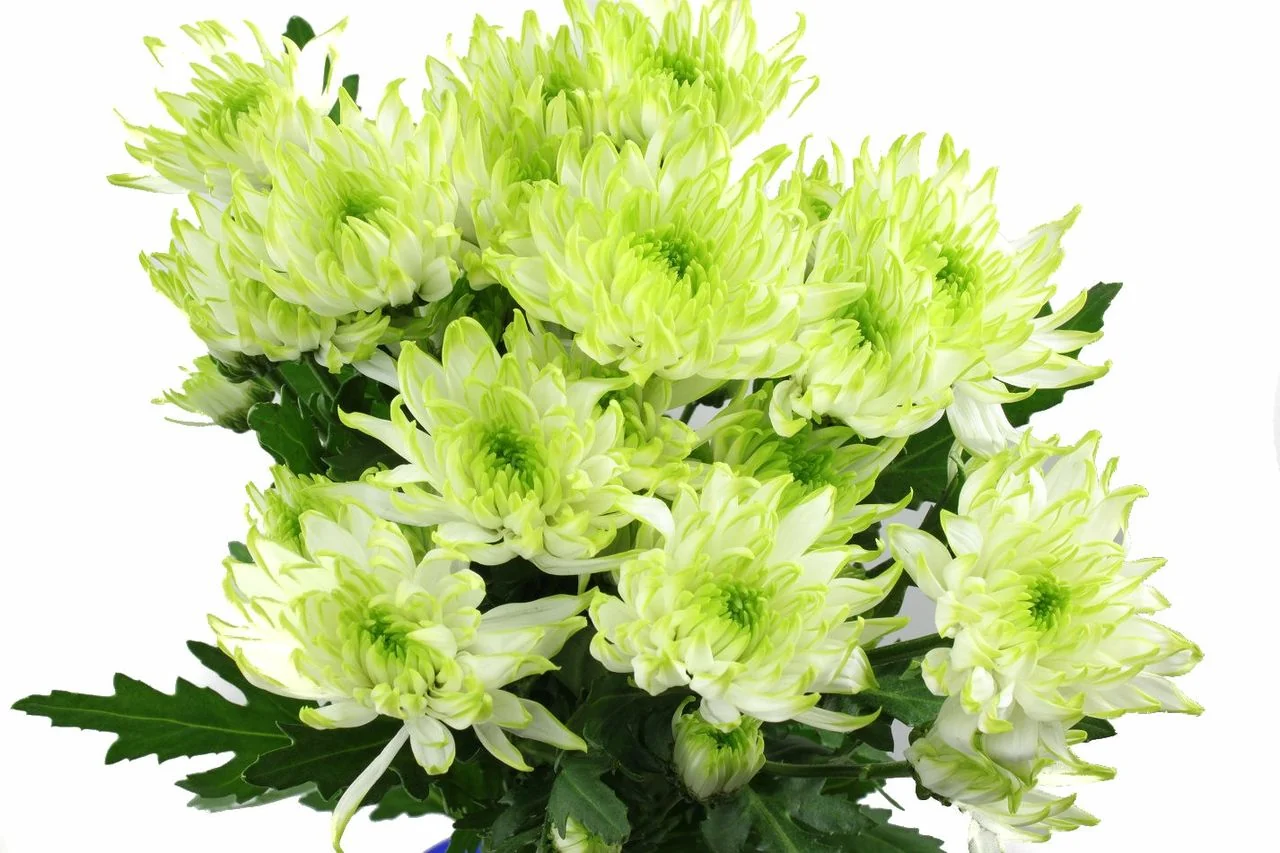 Green flowers