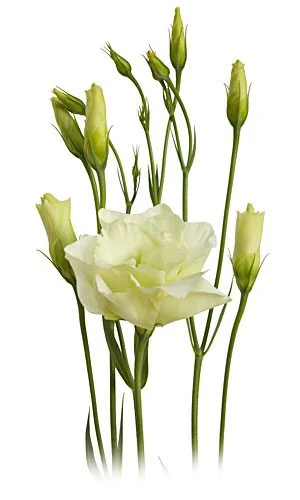 Green flowers