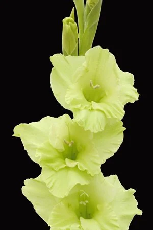 Green flowers