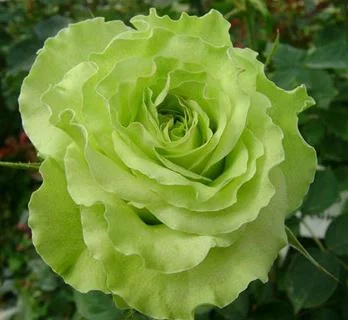 Green flowers