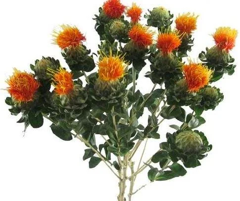 Orange flowers