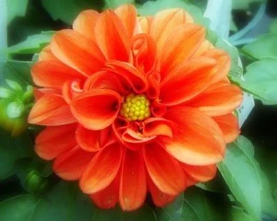 Orange flowers