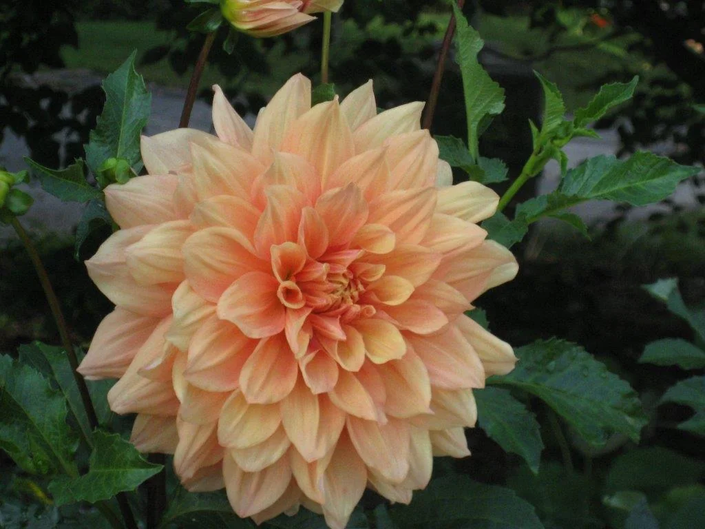 Orange flowers