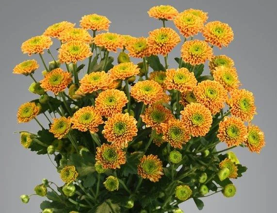 Orange flowers