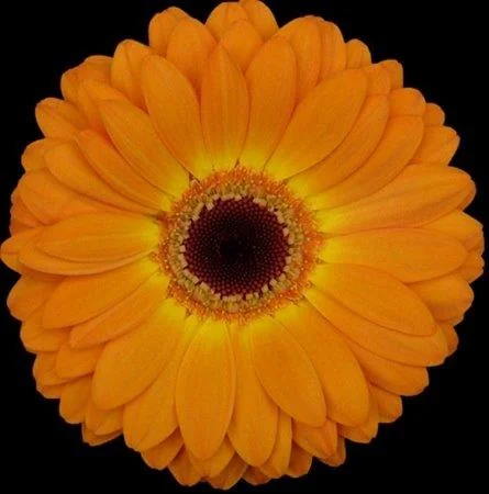 Orange flowers