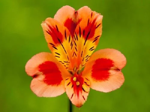 Orange flowers