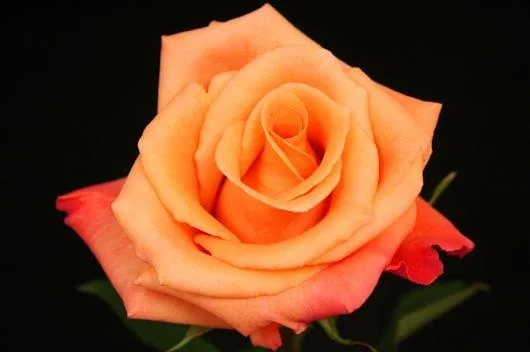 Orange flowers