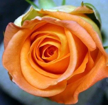 Orange flowers