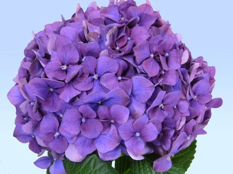 Purple flowers