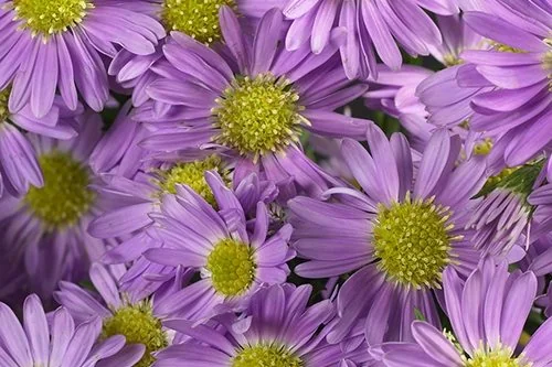 Purple flowers
