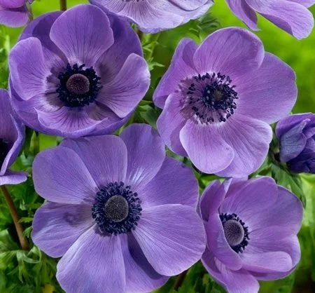 Purple flowers