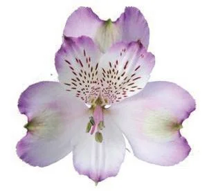 Purple flowers