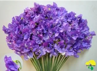 Purple flowers