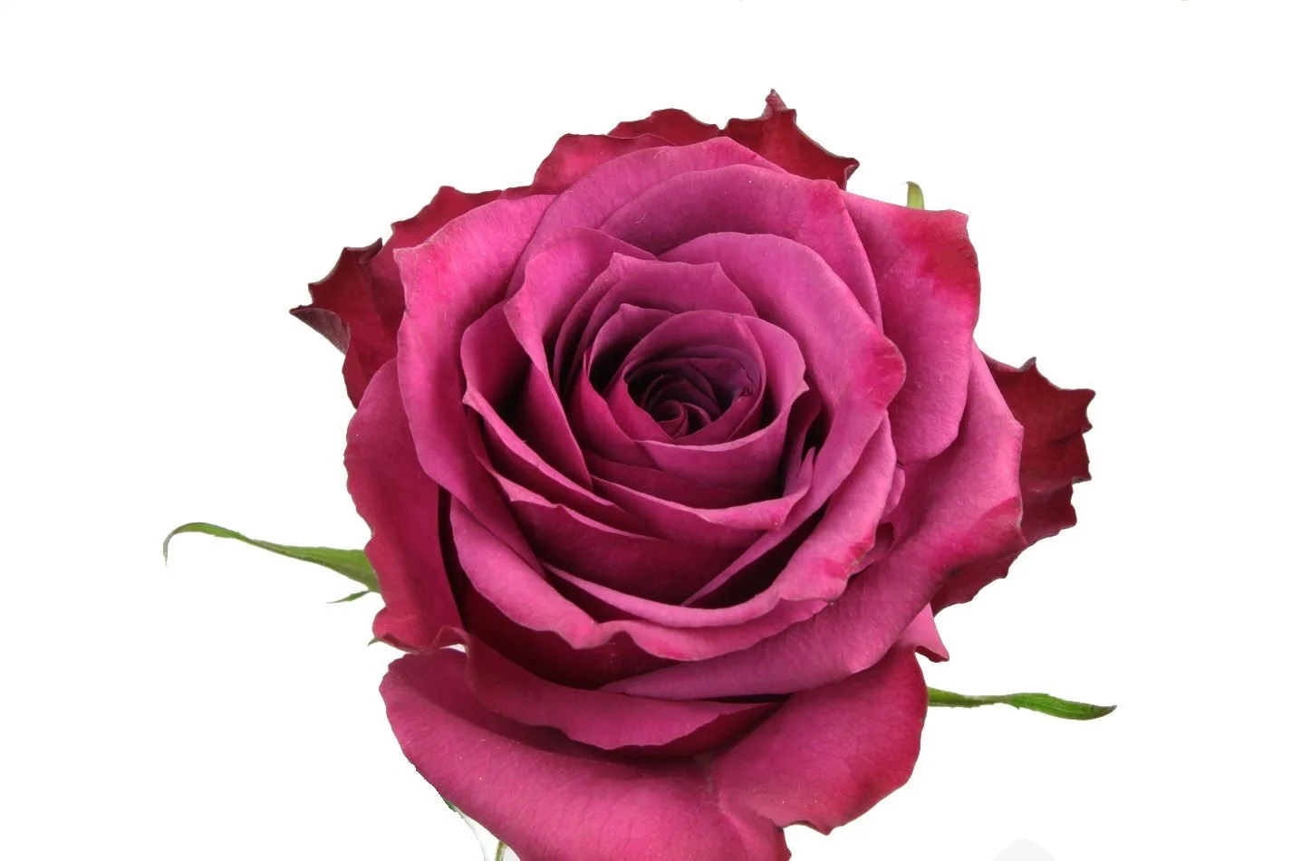 Purple flowers