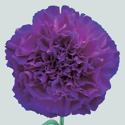 Purple flowers