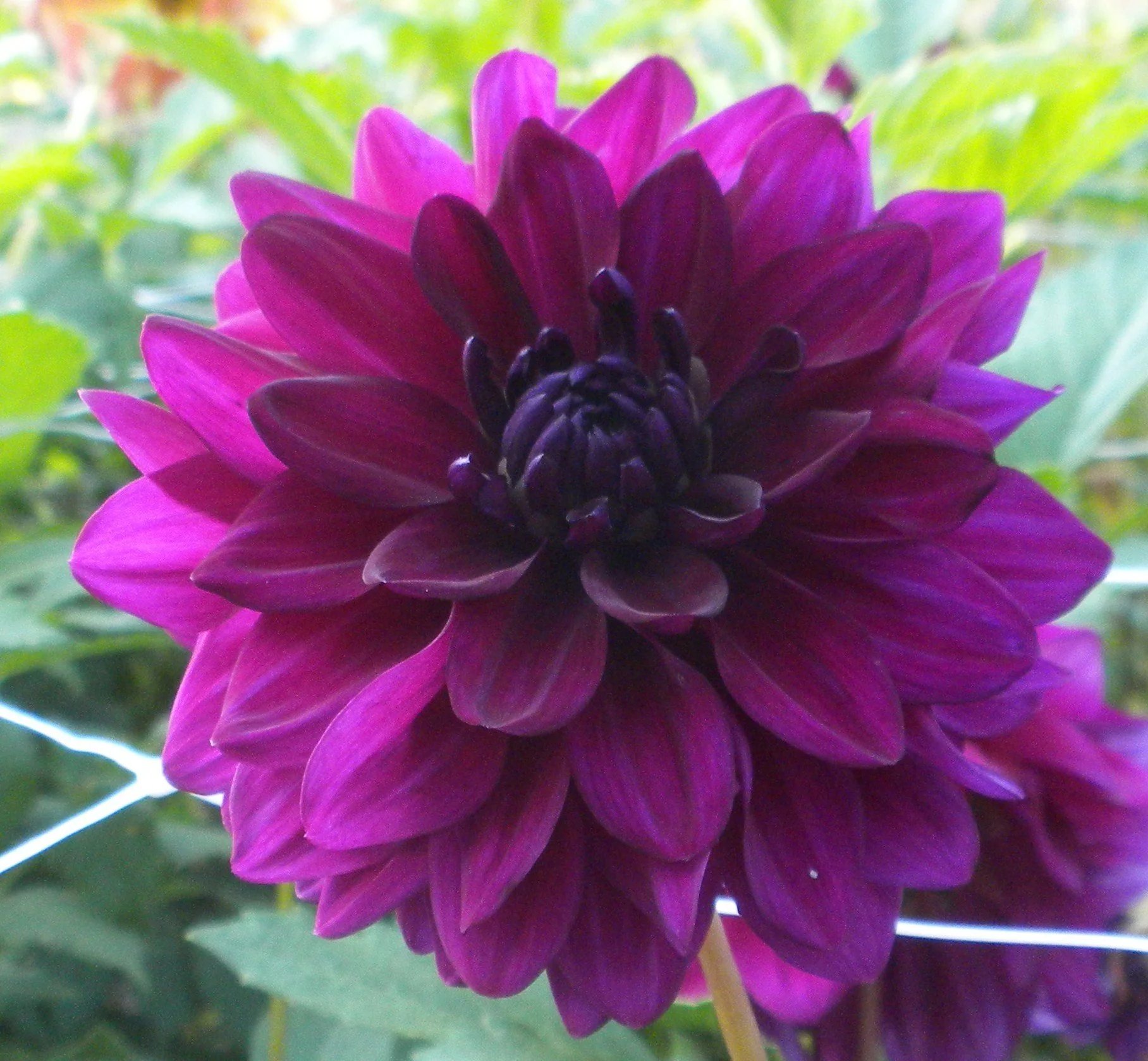 Purple flowers