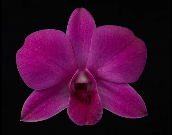 Purple flowers