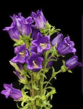Purple flowers