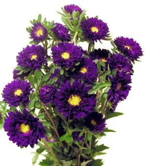 Purple flowers