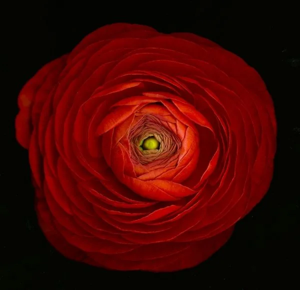 Red flowers