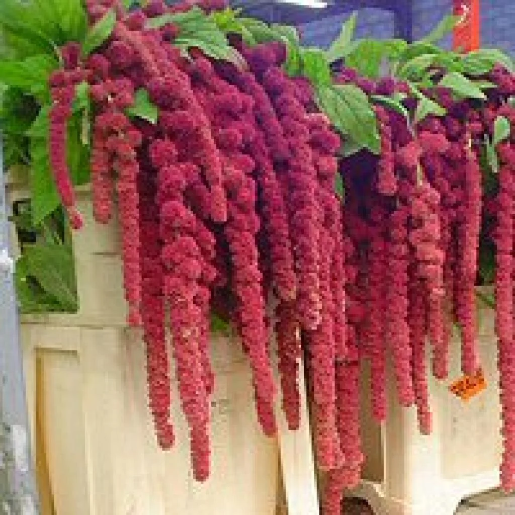 Red flowers