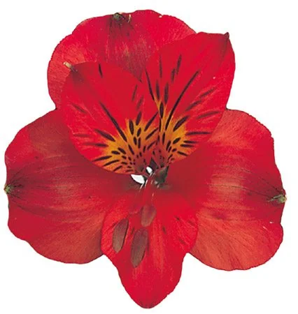 Red flowers