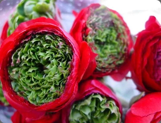 Red flowers