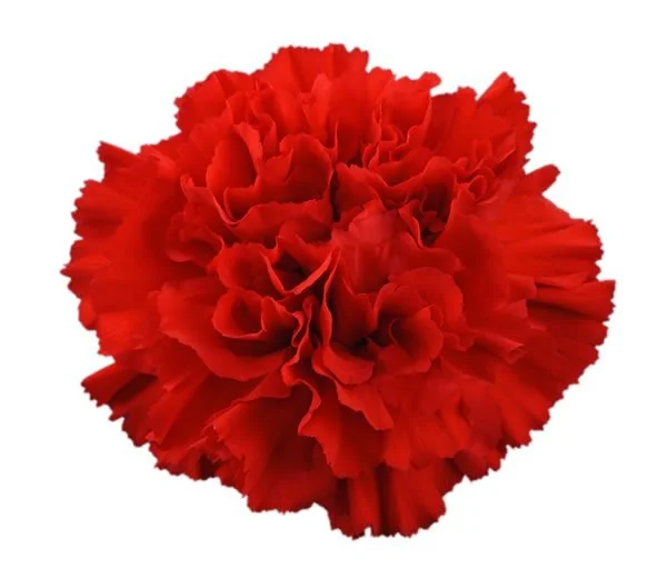 Red flowers