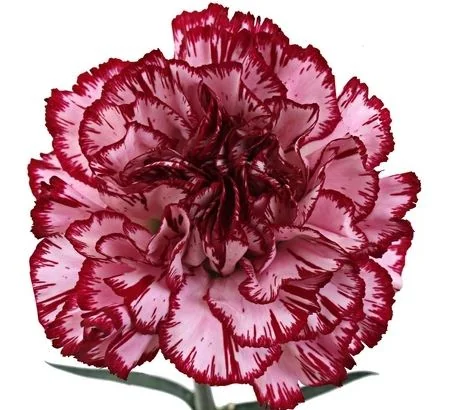 Red flowers