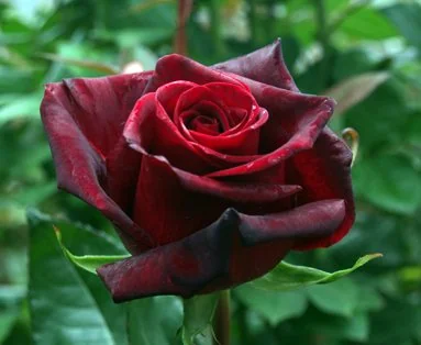Red flowers