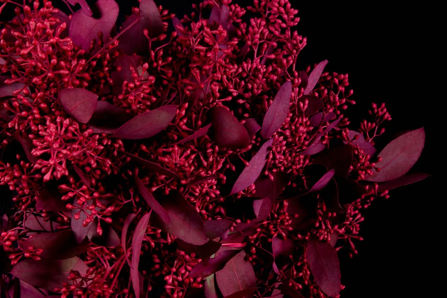 Red flowers