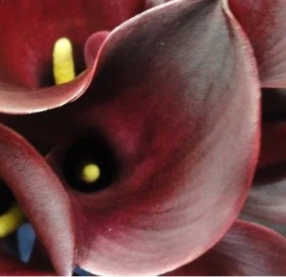 Red flowers