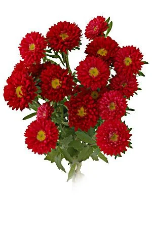 Red flowers