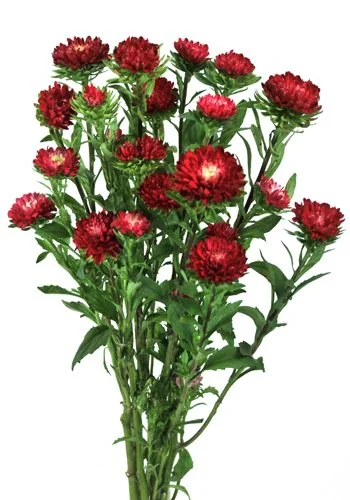 Red flowers
